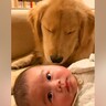 『ヤバい…眠い…』赤ちゃんの子守りを大型犬にお願いしてみたら→『限界を迎えてしまう光景』が尊すぎると67万再生「たまらん」「愛おしい」