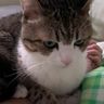 ツンデレ猫の「デレ」がかわいすぎる動画　「腕枕して」と甘える姿にキュンとする