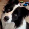 世界一知能が高い犬種が『言葉をどれだけ理解しているか』検証→『衝撃的な結果』に驚きの声「ちゃんと理解してる」「賢すぎる…天才」と称賛