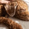 老犬に絶対NGな『お手入れの仕方』4選　避けるべき理由や正しいケア方法まで