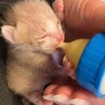 会社で見つけた『体重わずか117グラムの赤ちゃん猫』を保護→必死に生きようとする姿を見た犬が…種族を超えた『尊い光景』に18万再生の反響