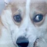 買い物から帰宅→留守番していた犬が窓際で…想定外だった『まさかの態度』に爆笑「吹いたｗｗ」「不貞腐れてて可愛すぎる」の声