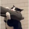 飼い主さんが出かけようとしたら、行ってほしくない猫が…『必死に引き留める様子』が可愛すぎると24万再生「されたい」「仕事休むわｗ」の声