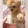 犬と握手しようとする飼い主→『おて』と勘違いした結果…完全に信用を失ってしまう光景が461万再生「目線の圧ｗ」「は？って顔が草」と爆笑