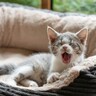 愛猫と『一緒に寝ないことのメリット』3選　あえて“寝床を分ける”のはお互いのためになるかも