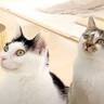 パパが料理をしていると、愛猫２匹がキッチンに出動してきて…あまりにも完璧な『お刺身警察っぷり』に「粘り勝ち」「ハイになるのかわいい」