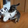 ゾウの置き物に入った猫→『真剣な顔』で……あまりにもシュールな光景に「堪能してて笑った」「表情が好きｗ」と笑っちゃう人続出
