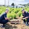 コキアを綾瀬の名物に