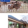 夢見ヶ崎動物公園　飼育種を見直しの方針　再整備計画骨子案