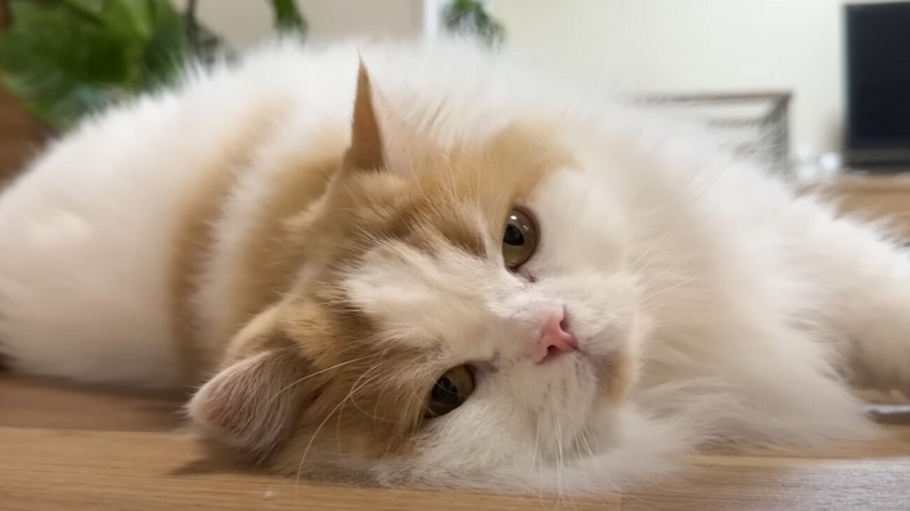 仲良しの猫と犬が『数時間離ればなれになった』結果…まさかの