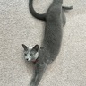 完璧なポーズで多くの人を魅了　飼い主「ねこは芸術」