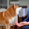 瞑想をしようとしていたら、構ってほしい犬が…まさかの『絶対に集中できない行動』が77万再生「完全な作戦勝ちｗ」「視線の圧がすごい」