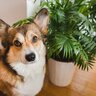 犬の側にあっても安全な『観葉植物』4つ　万が一食べてしまっても安心な種類とは
