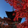 京都の紅葉はまだまだ見頃！真如堂（真正極楽寺）の紅葉も真っ盛りです（12月2日）
