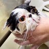 「いつもと全然違う…」猫専門の『プロ美容師』にシャンプーを依頼したら…『別猫すぎる仕上がり』に「さすがプロ」「激かわｗ」の声32万再生