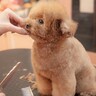 トリミングをした小型犬…まるでお人形のような『可愛すぎるお姿』が155万再生「もはや罪」「眠そうなの可愛い…」「天使かな？」と絶賛