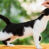 愛猫を『社交的に育てたい！』心がけるべき3つのこと　成猫の人馴れ訓練は無理のない範囲で