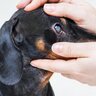 犬が『失明してしまう病気』４つ　主な原因や危険な症状、知っておくべき予防法まで