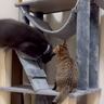 子猫がキャットタワーに登ろうとしたら、上にいたドジっ子な猫が…まさかの『衝撃的すぎる瞬間』が66万再生「職場で見てはいけなかった」