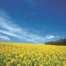 【大崎市】春だけの絶景！「三本木菜の花まつり」