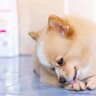 犬の飼い主がしやすい『4つの勘違い』　誤った認識が愛犬を苦しめてしまうかも…