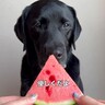 スイカを差し出し『優しく食べてね』と大型犬にお願いしたら…あまりにも豪快過ぎる『まさかの食べ方』が58万再生「思った以上だったｗｗ」