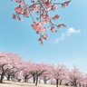 早春の花々特集　伊勢崎市みらい公園の河津桜【群馬県伊勢崎市】