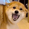 『犬を両親の家に預けた』結果→６日間ぶりの再会で…想像以上だった『ツンデレすぎるお出迎え』がたまらないと13万再生「可愛すぎ」「キュン」