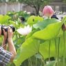 「お待たせしました」大船フラワーセンターでハスの開花に合わせた早朝開園