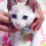 青い目が美しい『生後1ヶ月半の子猫』→約3年が経過すると…成長ビフォーアフターが素敵すぎると反響「宝石みたいに綺麗」「吸い込まれそう」
