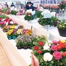 湘南花の展覧会　藤沢市長久保公園で