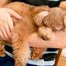 寝ている犬にこっそり『あそぶ？』と声をかけた結果…寝起きとは思えない『愛おしい反応』が53万再生「お目目がｗ」「可愛いがMAX」と絶賛