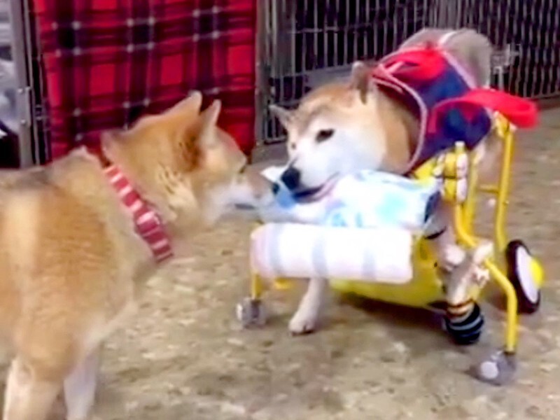 車椅子の老犬』が動けずにいたら、お友達ワンコが…『まさかの