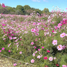 まだまだ満開！昭和記念公園「コスモスまつり2025」が終わったみんなの原っぱのコスモスを見に行ってみた