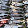 【船釣り釣果速報】中深海のエサ＆ルアー釣りで美味魚クロムツが大漁！（三重）