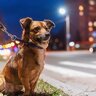 犬を夜に散歩させるときの『絶対NG行為』5選　夜間に潜む危険性や注意すべきトラブルまで