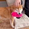 数年ぶりに５人家族が全員集合したら、２匹の犬が…対称的すぎる『お出迎えスタイルの違い』が５万再生「明らかに違うｗ」「素敵なご家族」