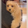 お風呂に入るために抱っこしていた犬を降ろそうとした結果→『絶対に降りたくない』と抵抗する光景が57万再生「羨ましい」「粘り勝ちｗ」と絶賛