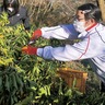 不要ゆず、地ビールに　獣害対策で生徒らが収穫