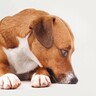 犬が不安に思っている『4つのこと』心の負担を減らすために飼い主ができることとは？