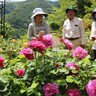 今週末は釜石・甲子「陽子の庭」へ！　公開10年目　バラが織りなす色彩の競演に来場者感嘆