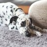 犬は『留守番中』に何を考えているの？ひとりになったときの5つの心理や注意点まで