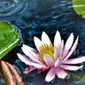 一瞬を切り取り　花散歩Ｐ（フォト）Ｃ（クラブ）が写真展