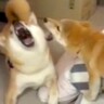 家族に馴染めなかった新入り子犬→『怒りん坊な先輩犬』が見せたまさかの行動が37万再生「頼もしい」「悪いことも教えてるの笑ったｗ」と反響