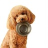 犬にとって『消化に悪い食べ物』6選　与えすぎると危険な食材や消化不良の症状まで