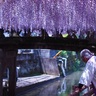 藤の香りに包まれる春のひととき4/15～27『中山大藤まつり』　清水山ぼたん園と結ぶシャトルバスも（柳川市・みやま市）【2025春の花】