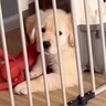 『緊張する赤ちゃん犬』を飼った結果→5日後…愛おしすぎる『環境に慣れすぎな光景』が10万再生「肝が据わってるｗ」「大物になりそう」