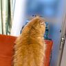 外を眺める猫の後ろ姿を撮影したら…様子のおかしい『低級悪魔が映り込んだ瞬間』が530万表示「序盤のダンジョンに出てきそう」「浮いてる…」
