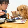 大型犬と猫の前で『晩酌をした』結果…まさかの『戦場と化した食卓』が23万再生「世界一落ち着けない晩酌ｗ」「生存競争激しい家族で草」と爆笑