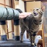 4日ぶりにパパが出張から帰宅した結果→猫の反応が……『可愛すぎる猛抗議』に癒される人続出「熱烈な歓迎には違いないｗ」「凄い文句ｗ」